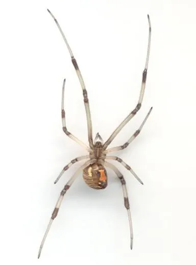 Brown Widow Spider